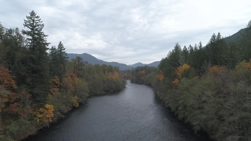 A scenery of a river between a fir forest in autumn