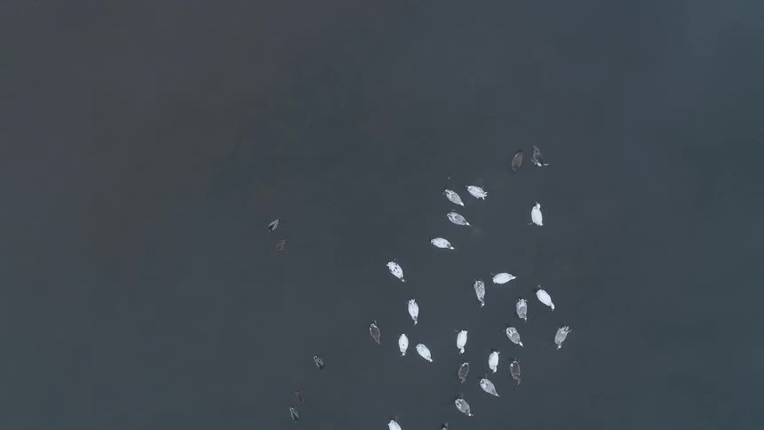 An aerial footage of a farm land