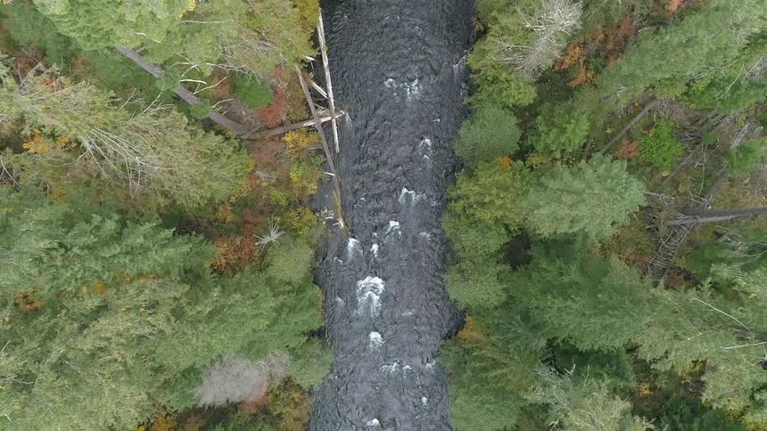 A river through a pine forest