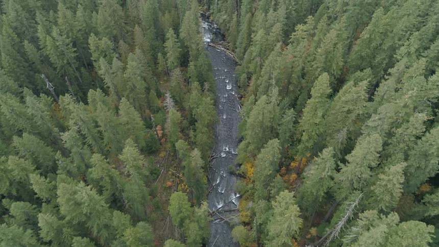 Fallen trees form log jams in river cutting through conifer forest