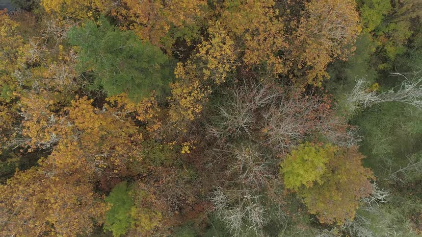 An aerial footage of a forest at fall