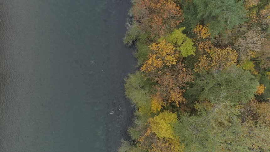 Deciduous trees by the river