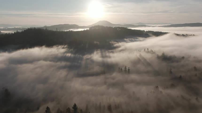 Mist hovers over the trees under the bright sun