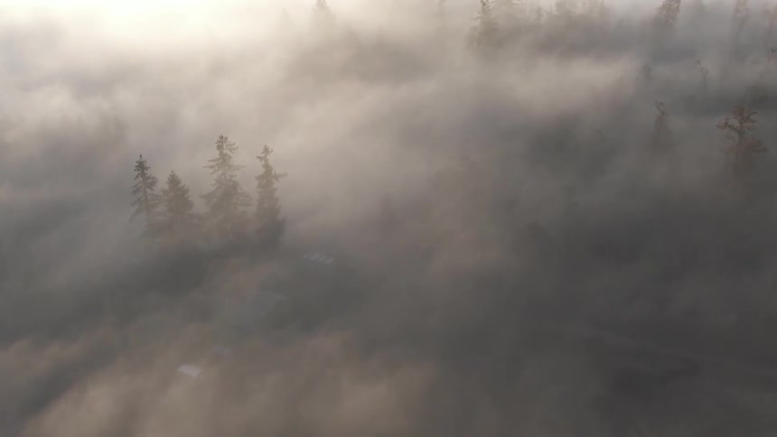 An aerial scenery of a misty forest