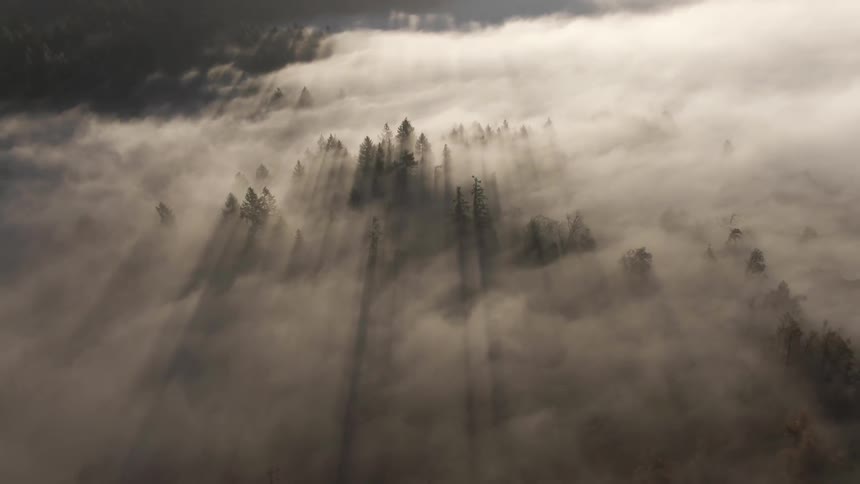 As fog envelopes a forest long shadows are cast over the fog by the sunlight hitting the trees