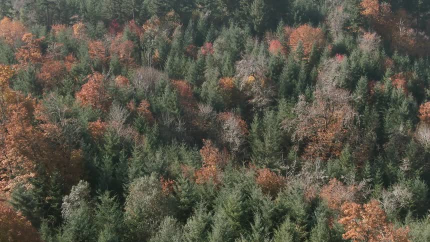 Deciduous trees with fall foliage contrast against evergreen conifers