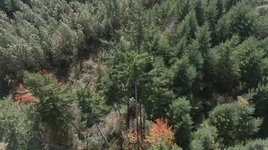 Dead and dying conifer trees among forest