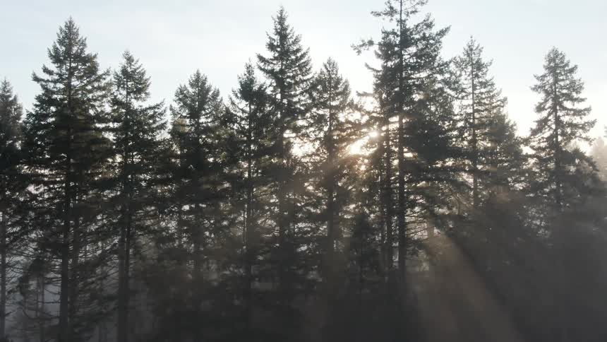 Sun streams through the trees in the forest