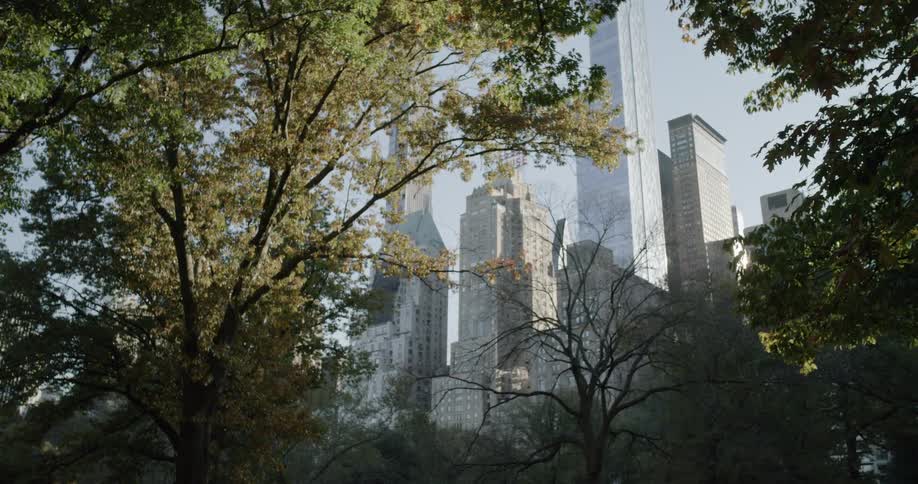 Downtown skyscrapers seen through gap in trees