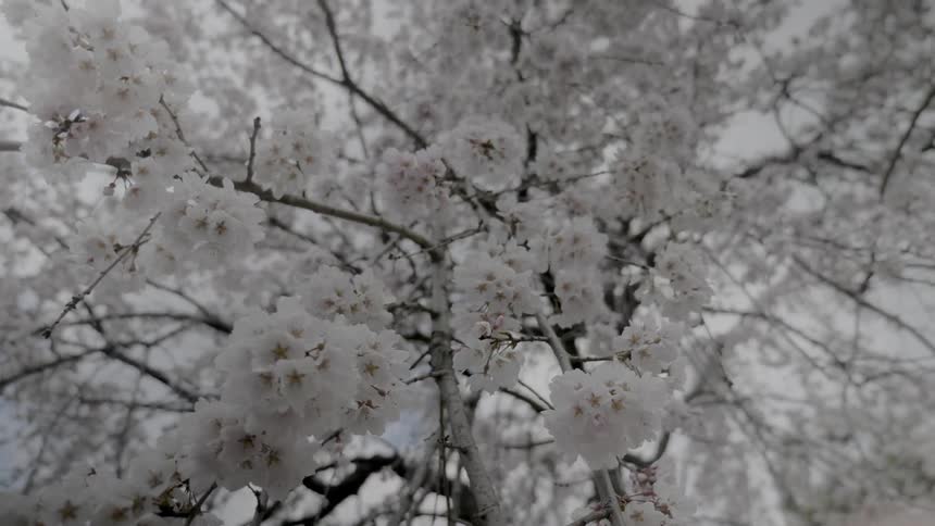 The tree is full of white flowers