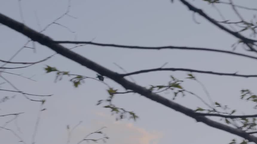 A bird flies in the sky