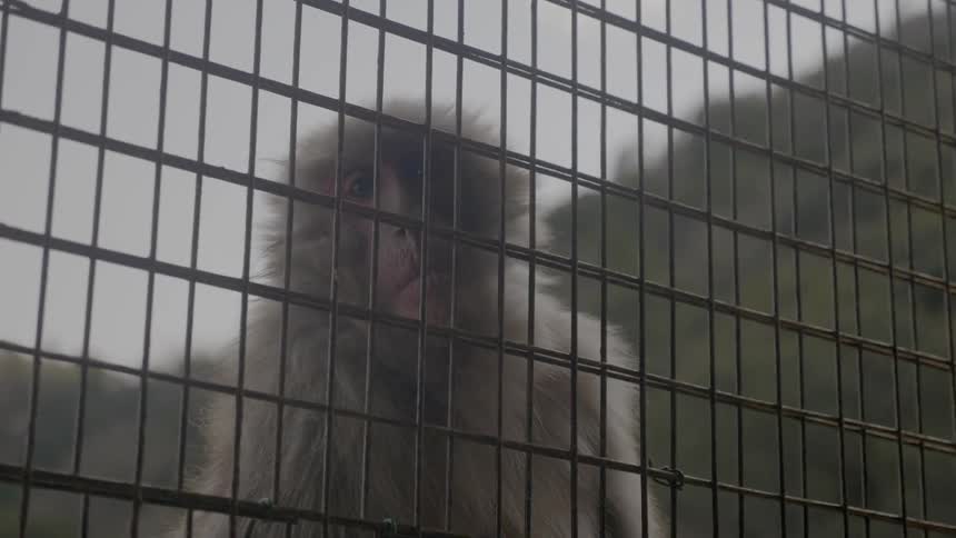 A monkey looks through a wire and metal fence with hills behind him