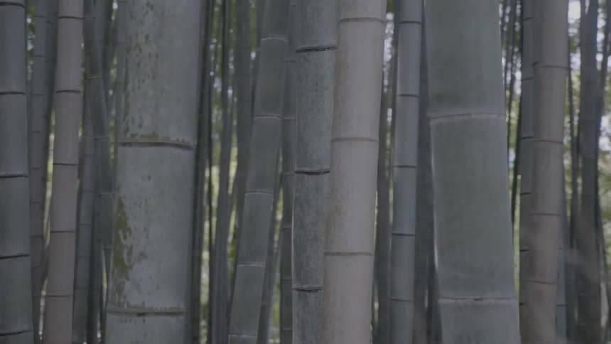 Many trees in the forest