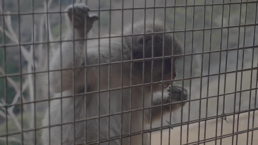 A small monkey places a piece of food in its mouth while it holds onto a metal wire fence of its enclousure