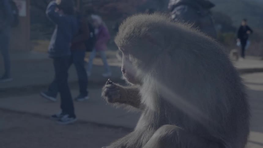 A monkey sits and eats food while people walk by