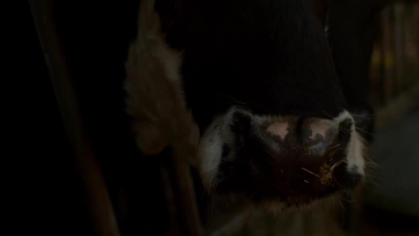 A cow is in a barn indoors
