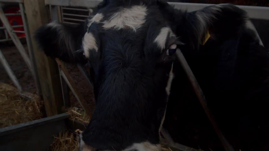 A cow is eating hay on the farm