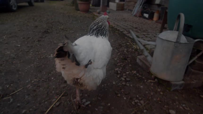 A rooster is walking through the yard