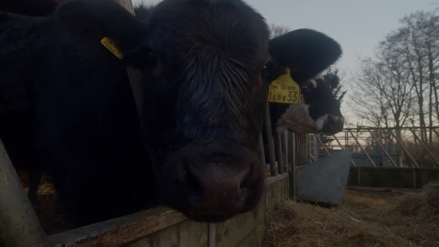 Close up of cows with ear tags standing on cattle feeder