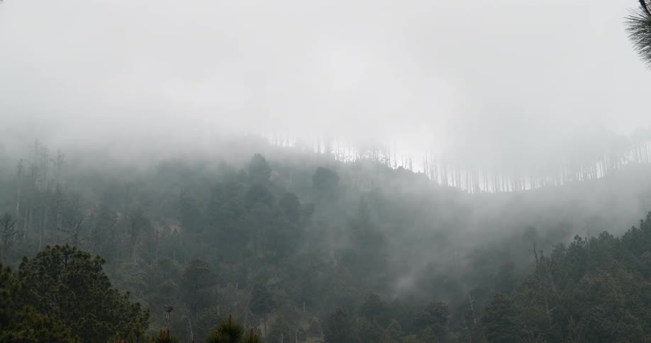 Fog and mist is covering the forest area