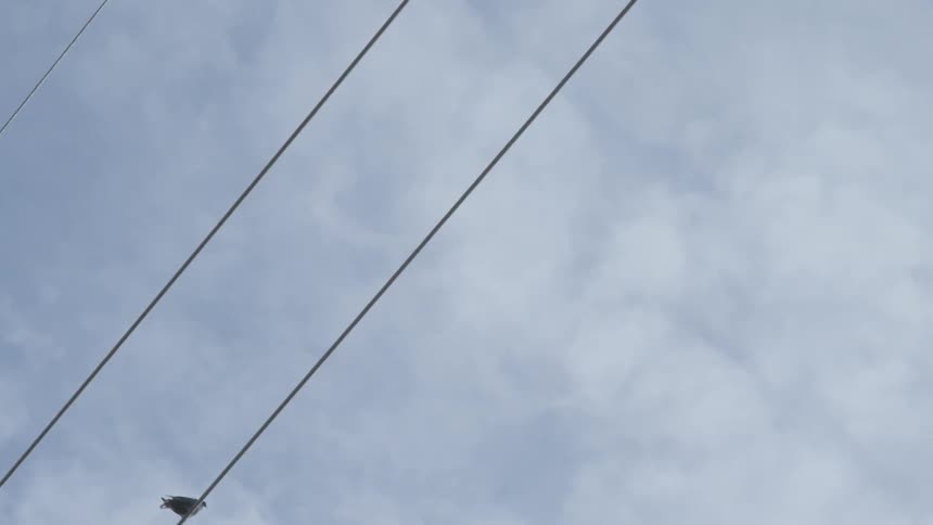 Two birds sit on a power line and one flies away