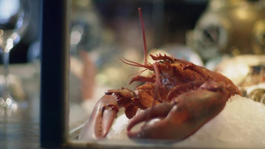 A lobster in a fish tank without water