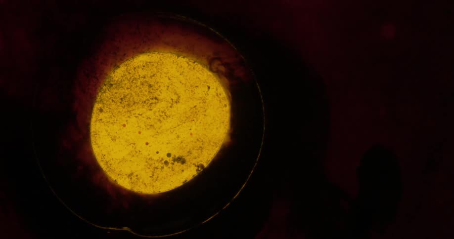 Yellow oil in darkness