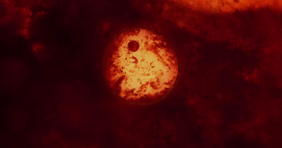 A planet revolves around a red sun