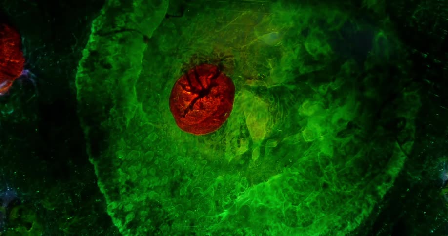 A yellow sphere grows in the middle of a green area