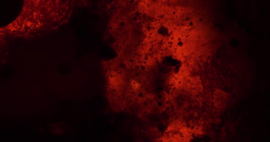 Oil of black and red