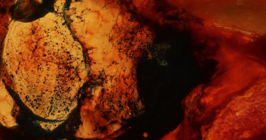 Orange yellow and black liquids swirl together to form a new pattern
