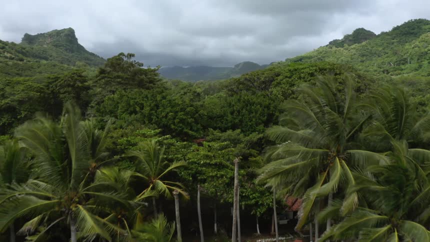Homes occupy area between palm trees bordering beach and rain forest and mountains