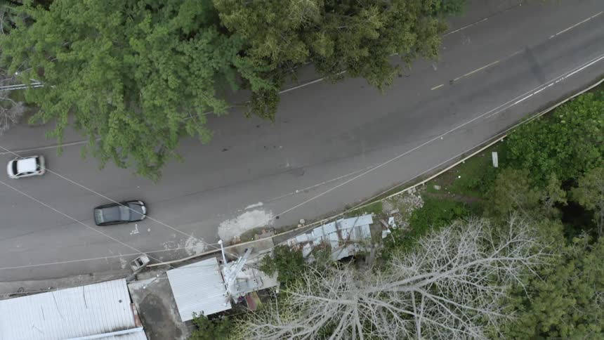 Trees line a busy street