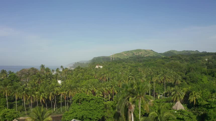 A tropical rainforest with palm trees and huts