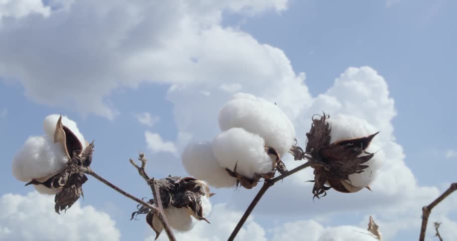 Clouds above cotton