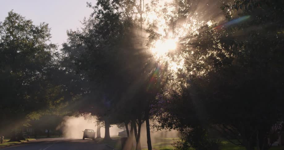 The sun shines through trees that line a road