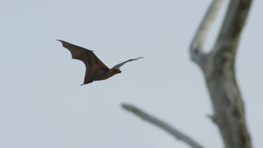 Bat flying through the sky passing trees in the daylight