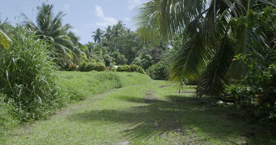 A grassy area with trees