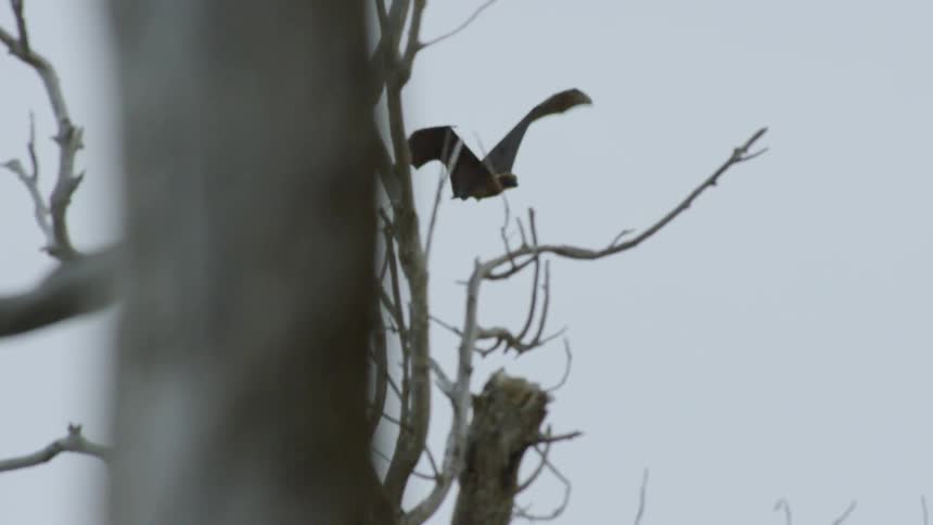 A bat flies through the air into trees