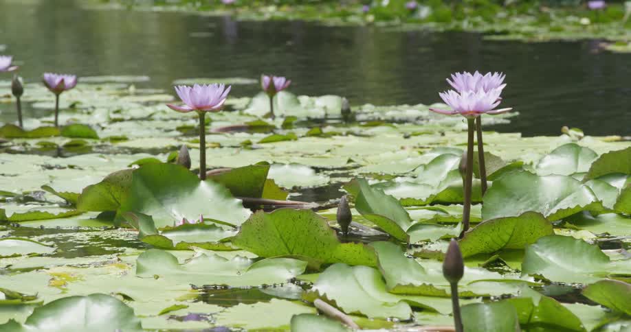 A pond with lily pads and flowers