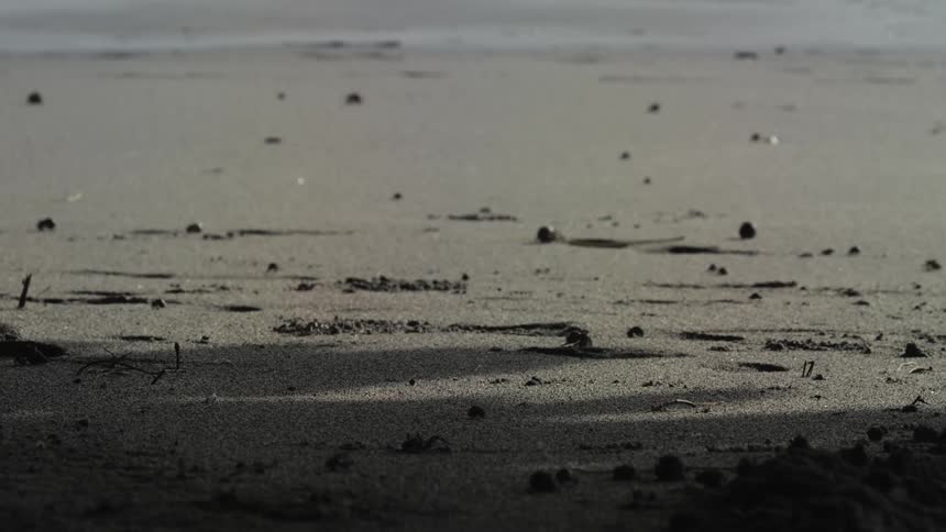 Small crabs crawling around on a sandy beach