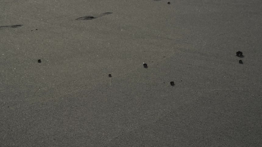 Small crab scuttle across the sand