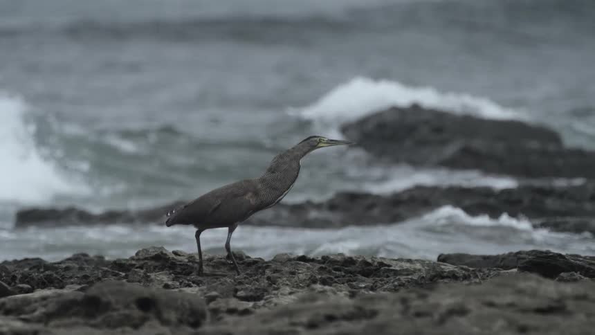 A bird walks along a beach