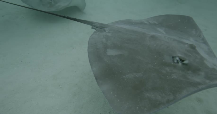 Stingrays gliding on bottom surface of the ocean