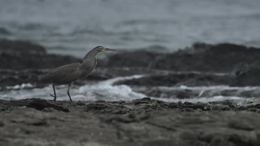 Black bird with long beak walking on rocks near the shoreline on the coast