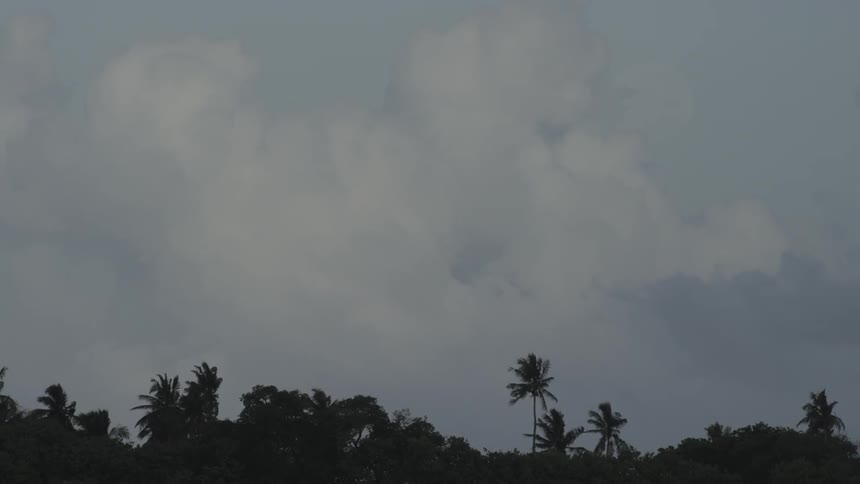 Clouds pass over the silhouette of a group of trees including some palm trees