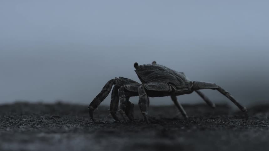 A crab is slowly walking on the sand
