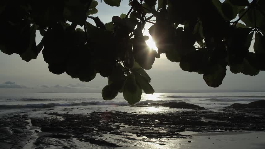 Small waves wash ashoreas the sun hangs low in the sky and sunlight sneaks through the leafs of a tree