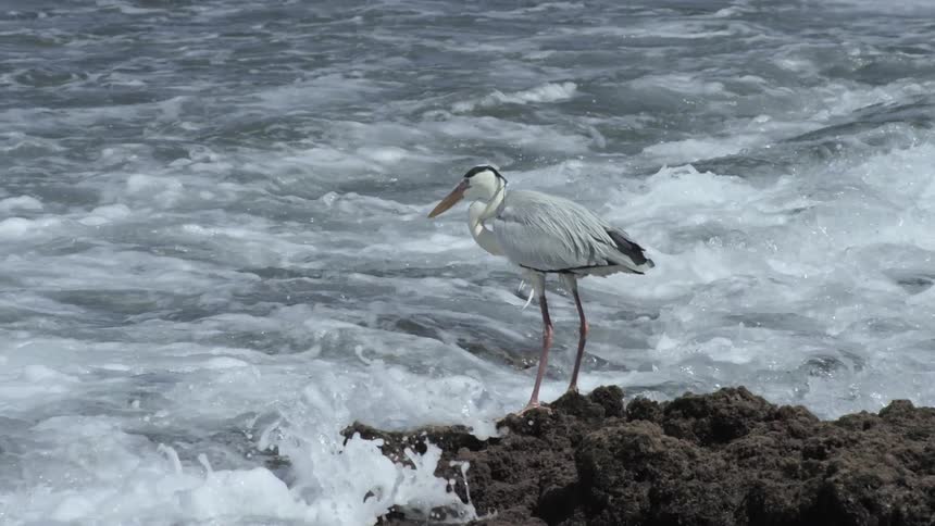 A bird stands on the shoreline as water splashes up