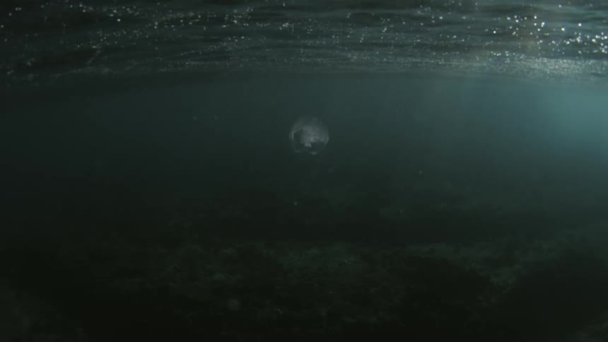 A jellyfish under the water in the ocean